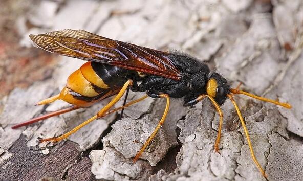 泰加大樹蜂 泰加大樹蜂