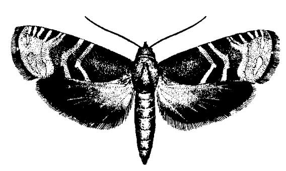 云杉球果小卷蛾