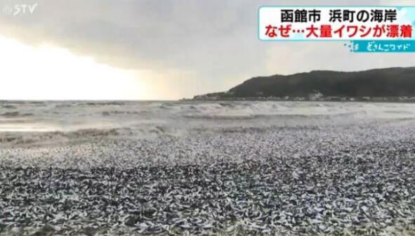日本北海道海岸現大量沙丁魚尸體