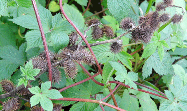 蒼耳花