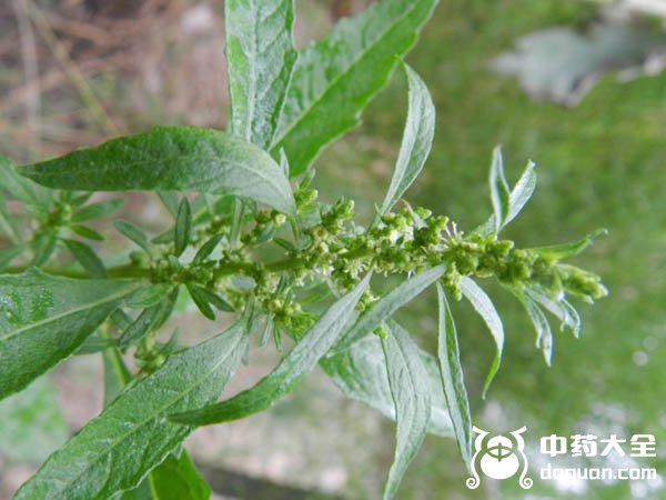 土荊芥 土荊芥