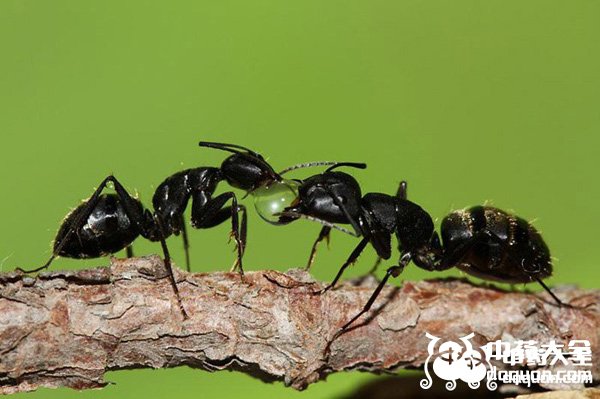 黑螞蟻 黑螞蟻