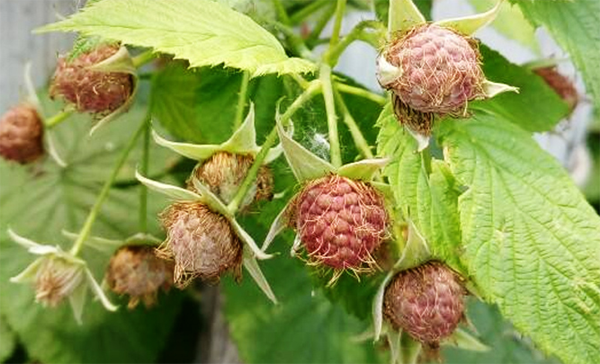 覆盆子根 覆盆子根