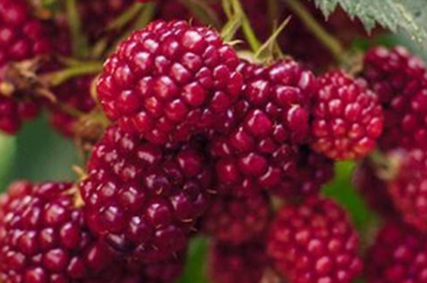 覆盆子根 覆盆子根