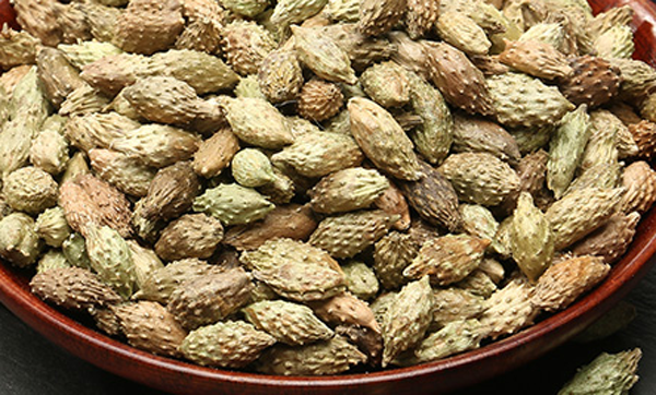 蒼耳囊蟲 蒼耳囊蟲