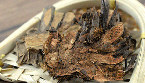 狗脊貫眾 狗脊貫眾