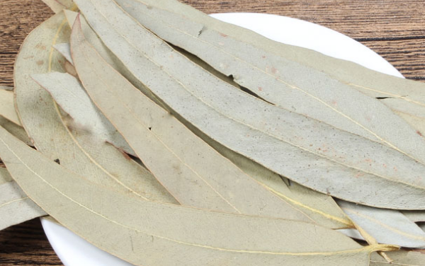 窿緣桉葉 窿緣桉葉