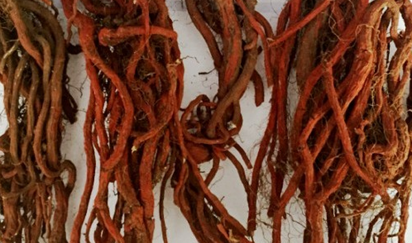 白三七根 白三七根