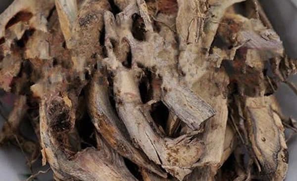 白馬骨根 白馬骨根