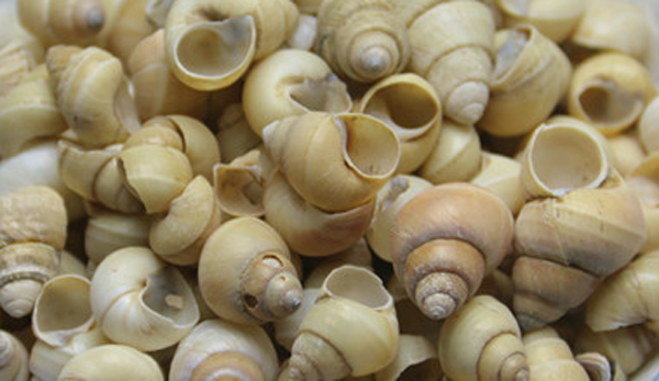 白螺螄殼 白螺螄殼