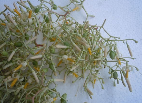 八角楓花 八角楓花