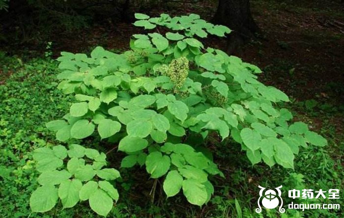 黑鵝腳板 黑鵝腳板