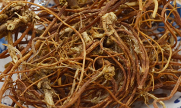 矮腳龍膽 矮腳龍膽