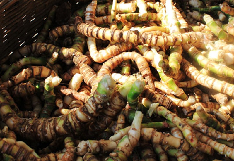 過山消根 過山消根