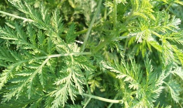 矮腳苦蒿 矮腳苦蒿