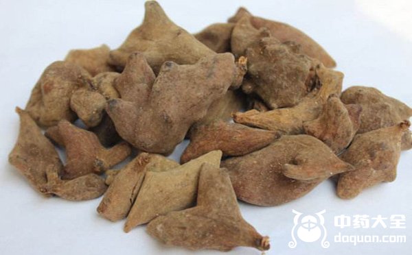 五倍子內蟲 五倍子內蟲