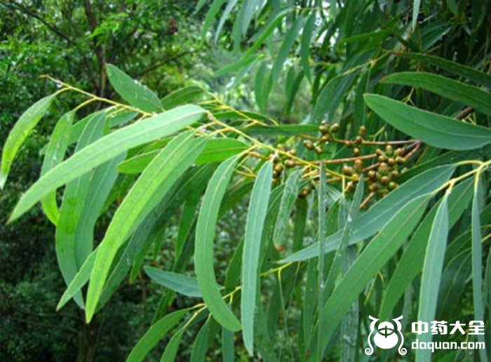 細葉桉葉 細葉桉葉