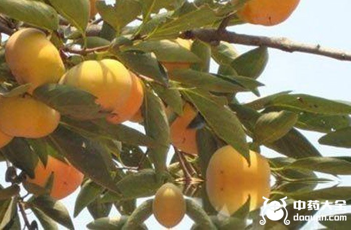 黑塔子葉 黑塔子葉