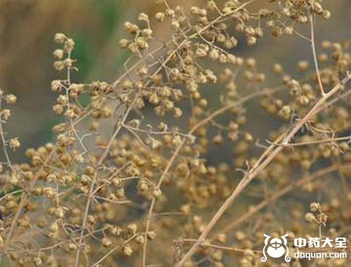 黑沙蒿子 黑沙蒿子