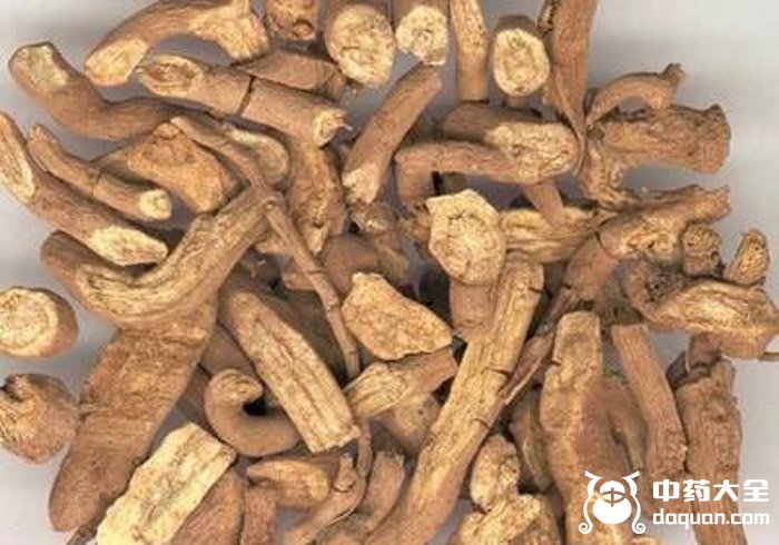 黑皮青木香 黑皮青木香