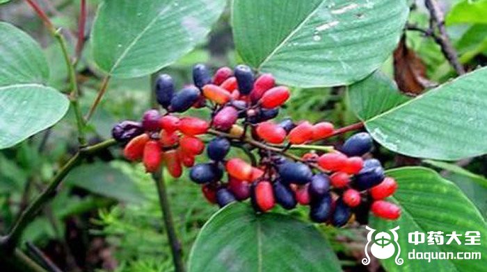 黑龍串筋 黑龍串筋