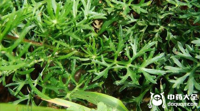 黑沙蒿根 黑沙蒿根