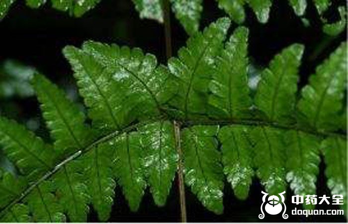 黑色鱗毛蕨根 黑色鱗毛蕨根