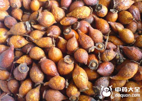 小金櫻子 小金櫻子