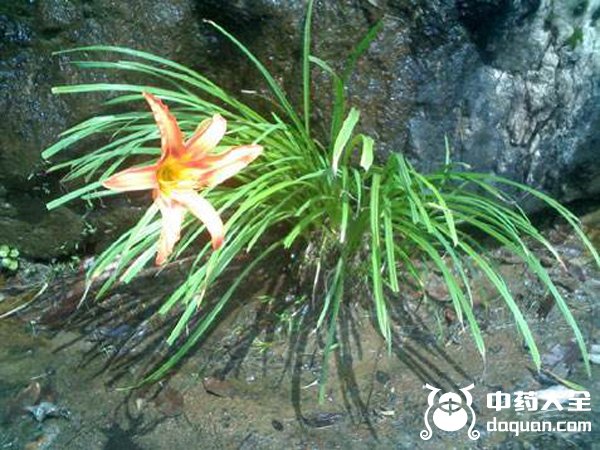 石菖蒲花 石菖蒲花