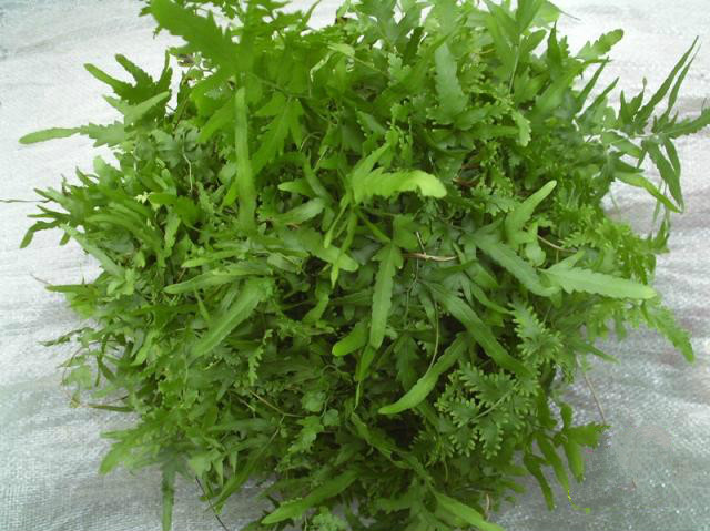 海金沙草 海金沙草