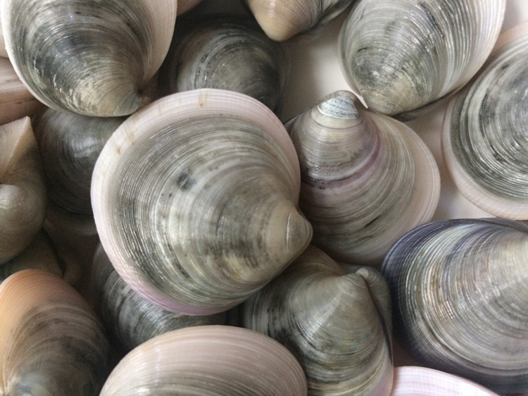 海蛤殼 海蛤殼