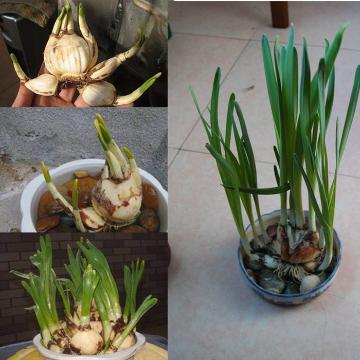 旱水仙根 旱水仙根