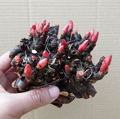 荷苞花根 荷苞花根