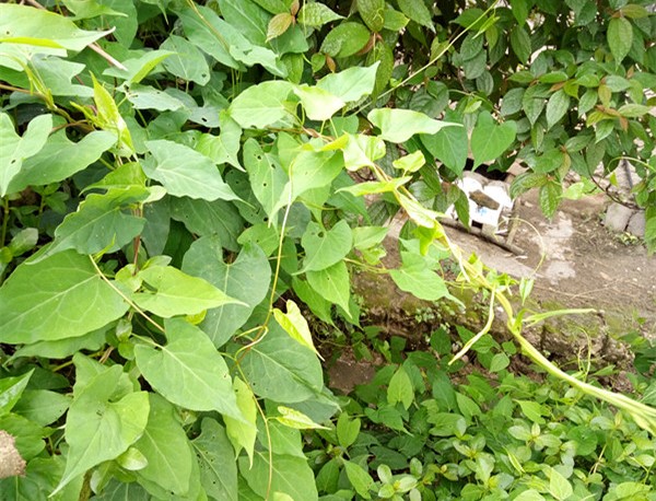 何首烏葉 何首烏葉