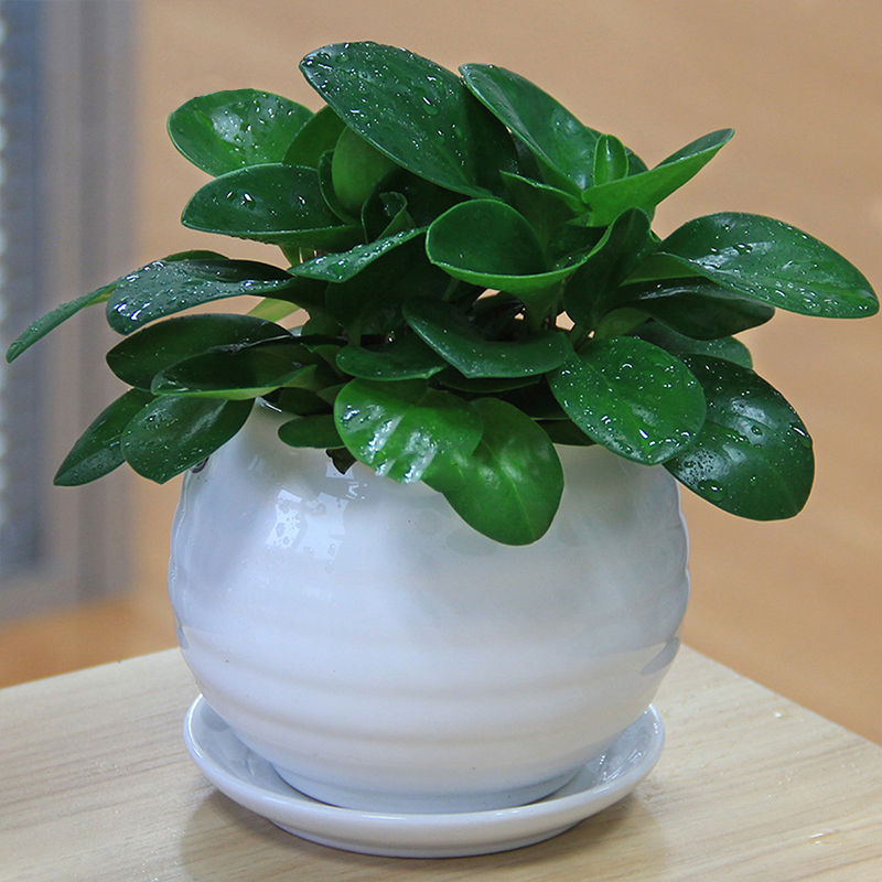 海尼豆瓣綠 海尼豆瓣綠