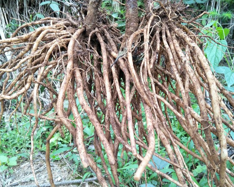 廣東土牛膝 廣東土牛膝