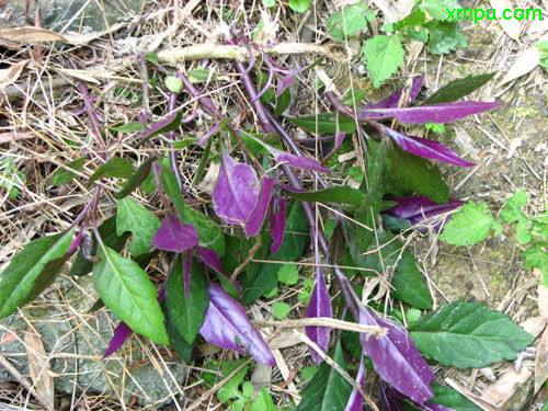 觀音莧根 觀音莧根