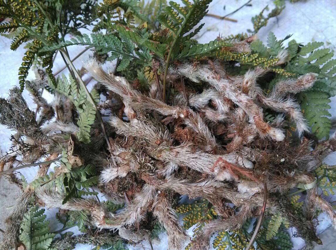 骨碎補(bǔ)毛 骨碎補(bǔ)毛