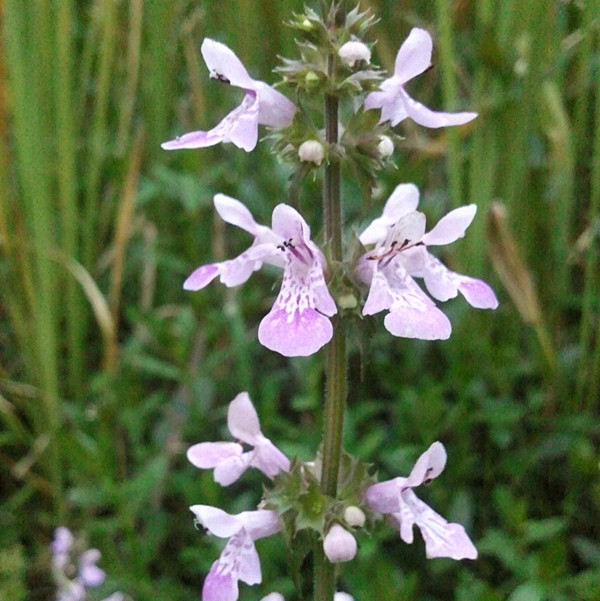 光葉水蘇 光葉水蘇