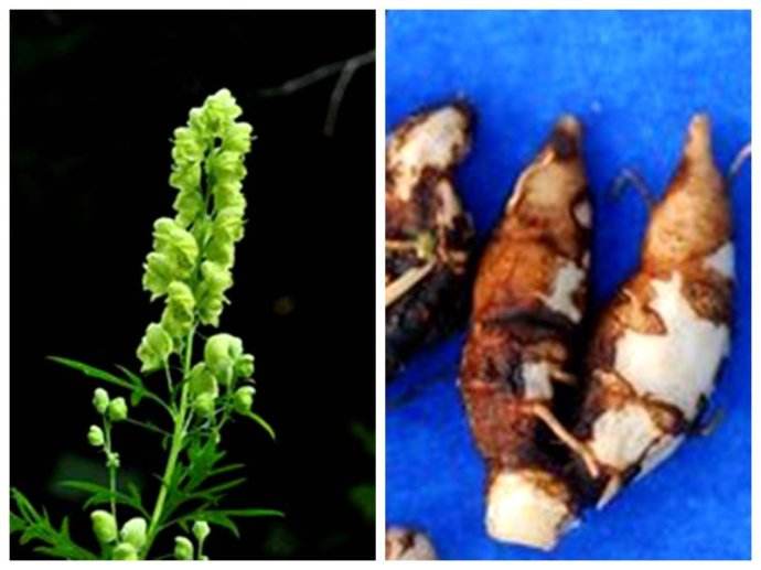 關白附子 關白附子