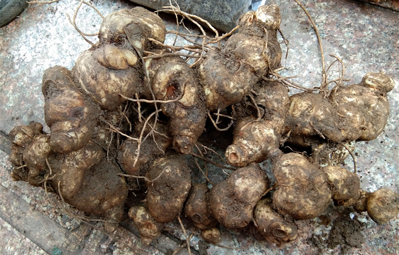 狗屎花根 狗屎花根