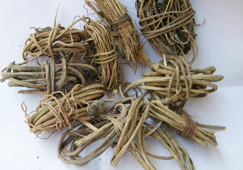 白雞屎藤 白雞屎藤