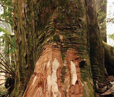 白果樹皮 白果樹皮