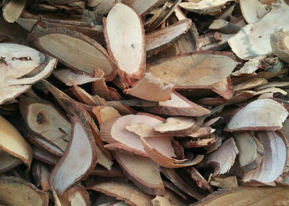 白飯樹根 白飯樹根