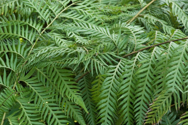 東方狗脊 東方狗脊