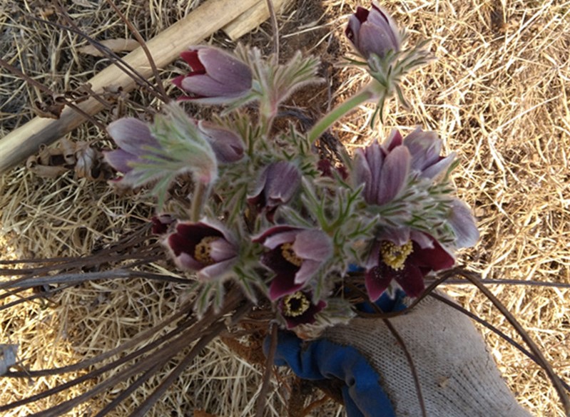 白頭翁花 白頭翁花