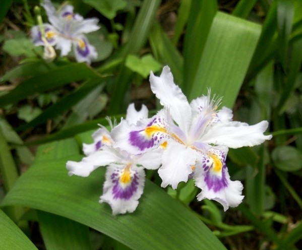 白花射干 白花射干