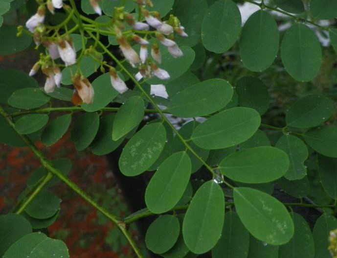 白刺花葉 白刺花葉