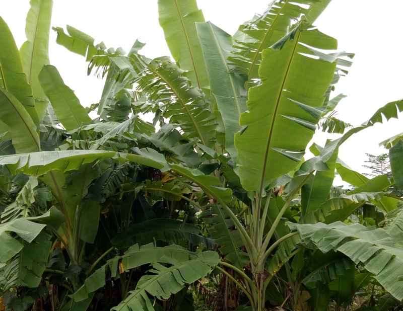 芭蕉葉 芭蕉葉