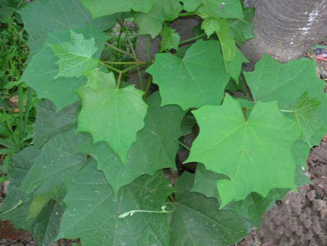 八角楓葉 八角楓葉